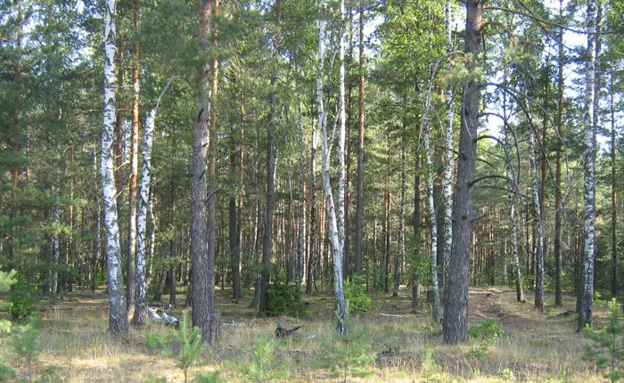Утверждена госпрограмма «Белорусский лес» на 2016—2020 годы. фото